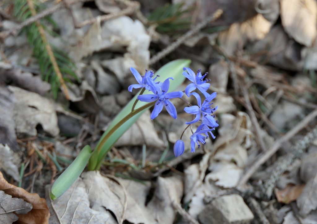 Scilla bifolia (Asparagaceae)